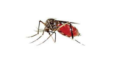 dengue.jpg