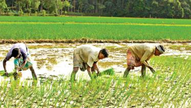 aman cultivation 