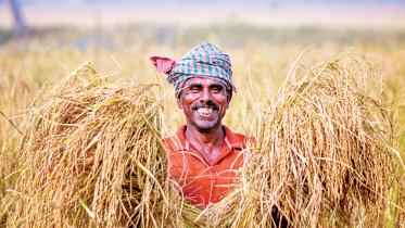 aman paddy farming