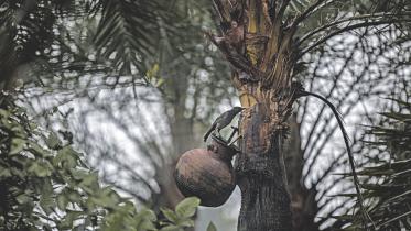 date-palm-trees.jpg