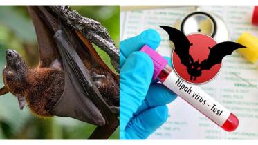 Nipah virus cases