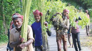 condition withdrawn from raw jute export 