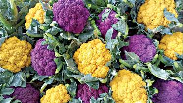 Coloured cauliflower 