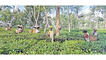 tea-production.jpg