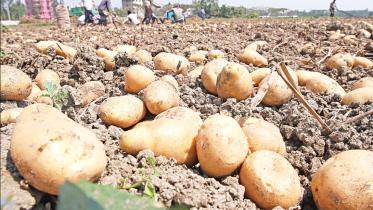 Potato export to Russia to begin this year: Razzaque