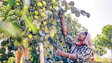Jujube cultivation in Bangladesh