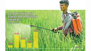 aman-paddy
