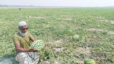 watermelon-1.jpg