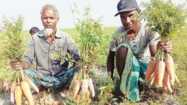 carrot.jpg