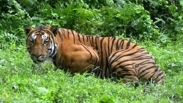 tiger.jpg