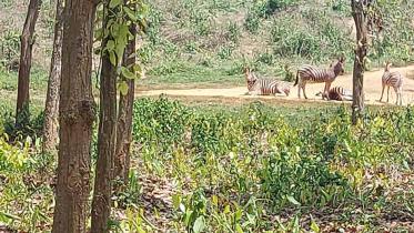 zebra.jpg