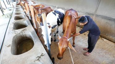 Livestock Project