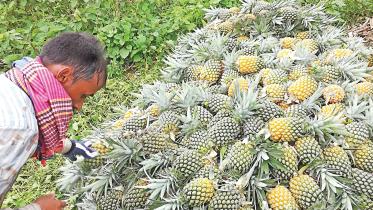 honey queen pineapple