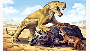 fossil.jpg