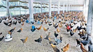 Poultry industry