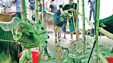 cattle-farmers-1.jpg