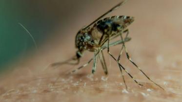 chikungunya.jpg