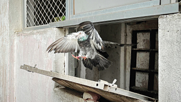 pigeon.jpg