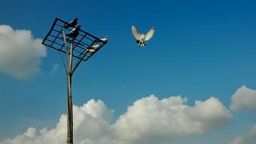 A bird taking flight from a pole while two other birds watch. 