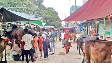 hazaribagh-cattle-market.jpg
