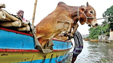 cow.jpg