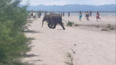 an-elephant-calf.jpg