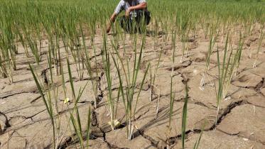 india_farming_monsoon.jpeg