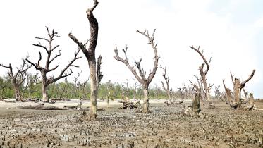 75,000 trees lost to erosion in Kuakata Beach