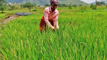 India bans rice export with immediate effect