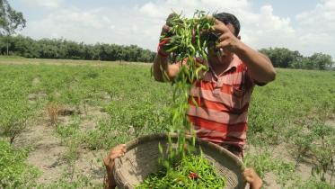 Reason for hight chilli prices in Bangladesh