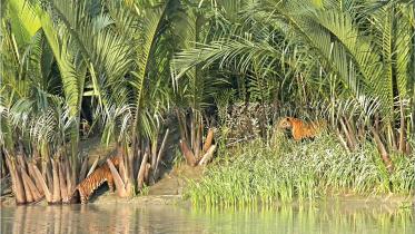 international-tiger-day-1.jpg