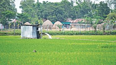 Low rainfall forces farmers to irrigate Aman fields