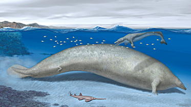 whale.jpg