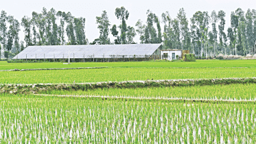 Solar irrigation pumps: a saviour amid drought