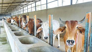 Livestock and Dairy Development Project (LDDP): Most equipment remains unused for lack of knowhow