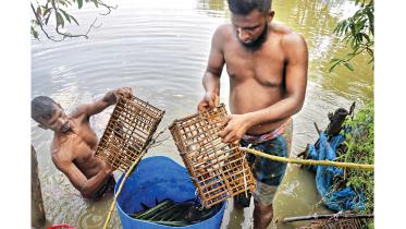 crab farmers in Bangladesh