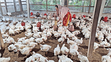 High poultry feed prices are one of three factors which farmers attribute to a recent rise in the cost of eggs and broiler chicken. The photo was taken from Barishal city yesterday.