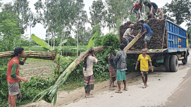 In 2000-21 fiscal year, 69 lakh tonnes of sugarcane had been produced on some 4.21 lakh acres of land in the country, according to Bangladesh Bureau of Statistics.