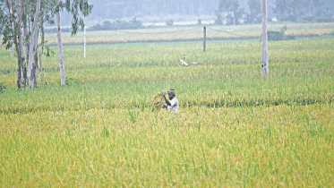 rice-acreage.gif