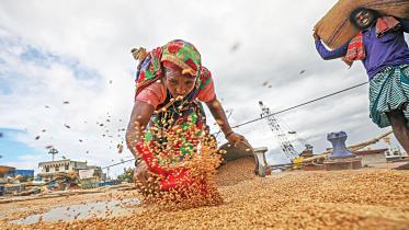 wheat-to-rise.jpg