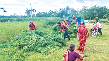Farmers are seen harvesting indigo plants from a farm in Kholeya village in Gangachara upazila of Rangpur.