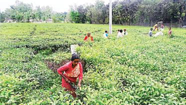 Third tea auction centre launched in Panchagarh