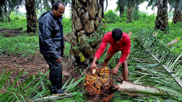 indias-top-palm-oil.jpg