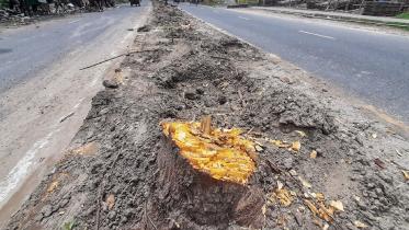 kcc-tree-fell-1.jpg