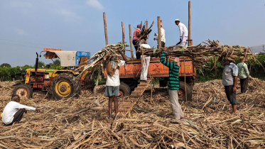sugar-output-in.jpg