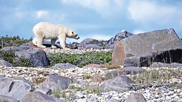 bear.jpg