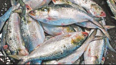 Firms get nod to export 3,950 tonnes hilsa to India