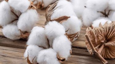 us-cotton-gsp.jpg