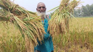 Bangladesh's rice production rose for 6th consecutive year in FY 2022-23