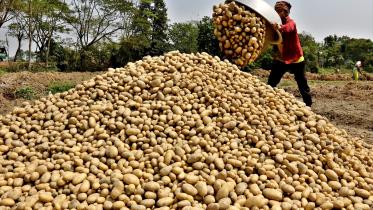 Govt to allow potato import as prices hit historic high